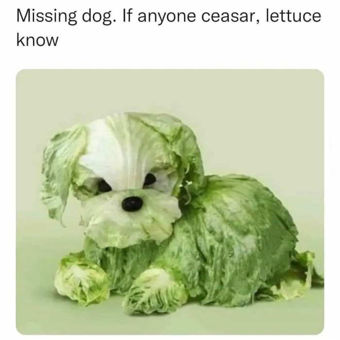 Missing dog, lettuce know