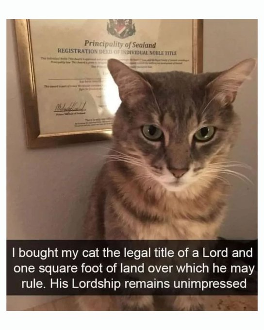 Lord Gato