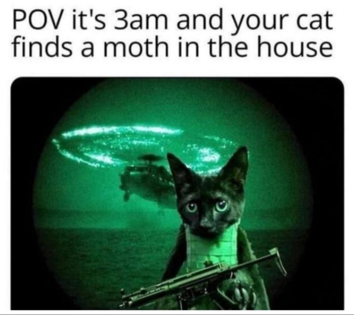 When cat sees a moth at 3am