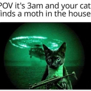 When cat sees a moth at 3am
