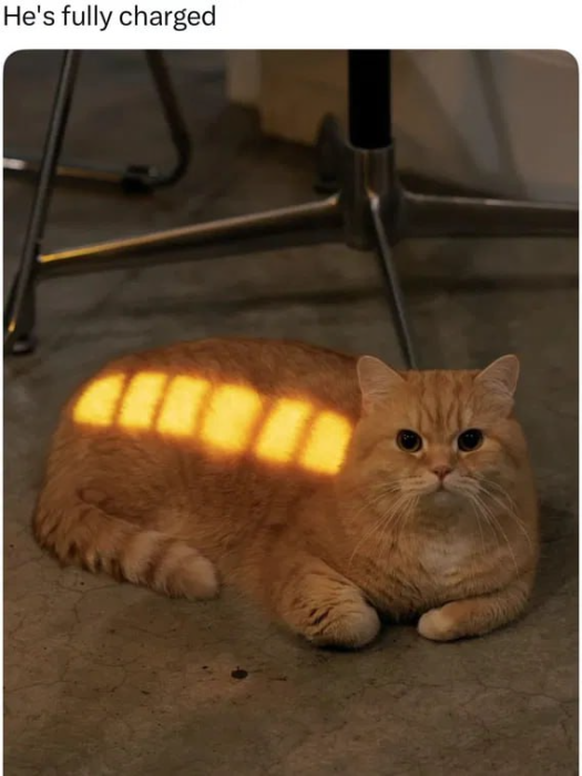Fully charged cat