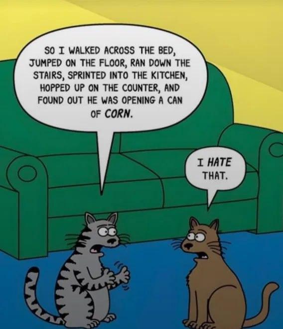 Cats run a muck, wonder if they are happy