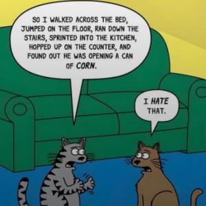 Cats run a muck, wonder if they are happy