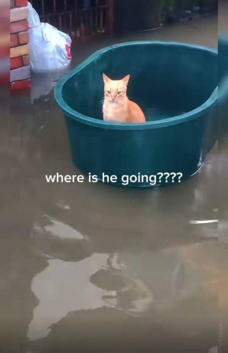Don't want to get wet, I am a cat what U expect