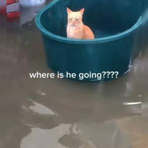 Don't want to get wet, I am a cat what U expect