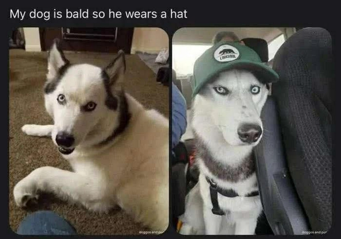 Bald dog