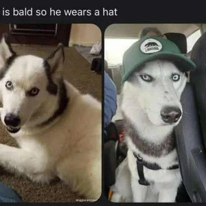 Bald dog
