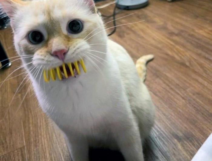 We called her 'fangs' then we got serious