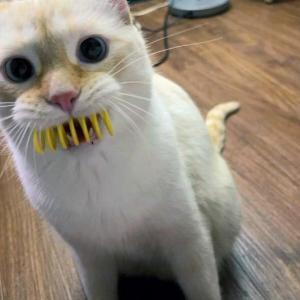 We called her 'fangs' then we got serious