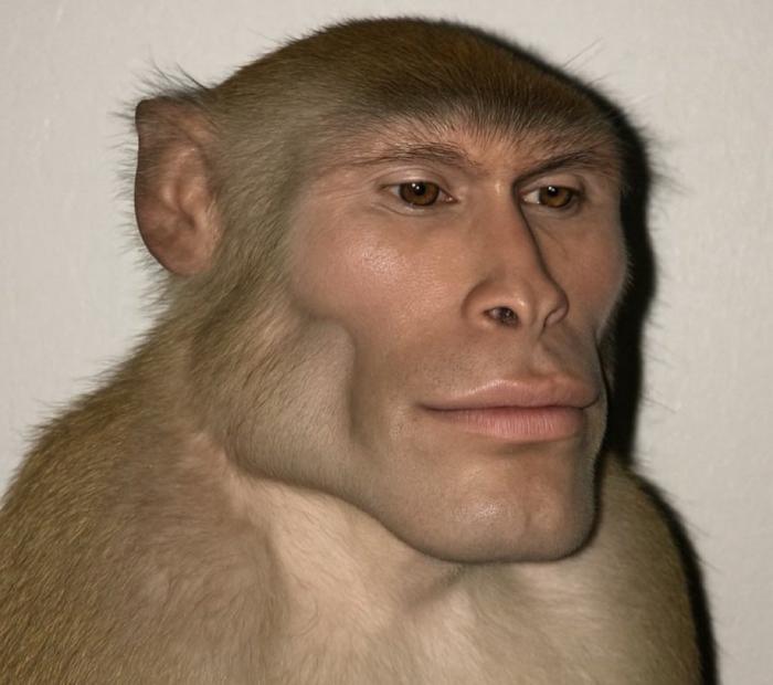 Monkee See, Monkee Do