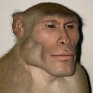 Monkee See, Monkee Do