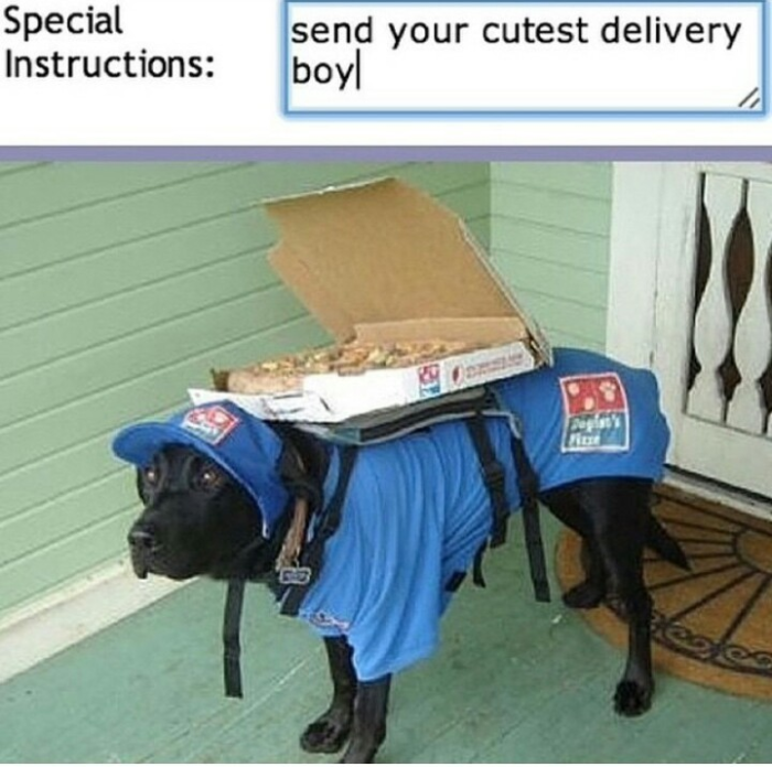 Delivery dog