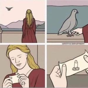 Carrier Pigeon Dick Pic