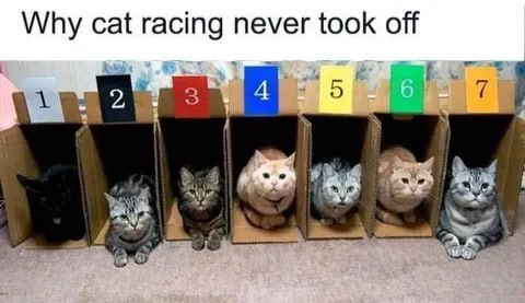 Cat racing