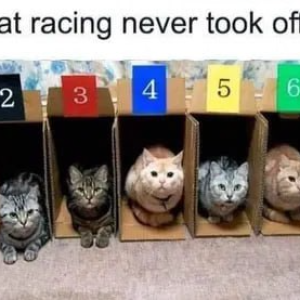 Cat racing
