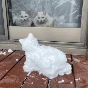 When the cats are colder than ice